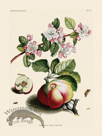 Wilkes Butterflies 065